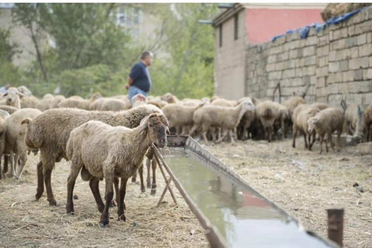 Qurbanlıq qoyunlar bahalaşıb
