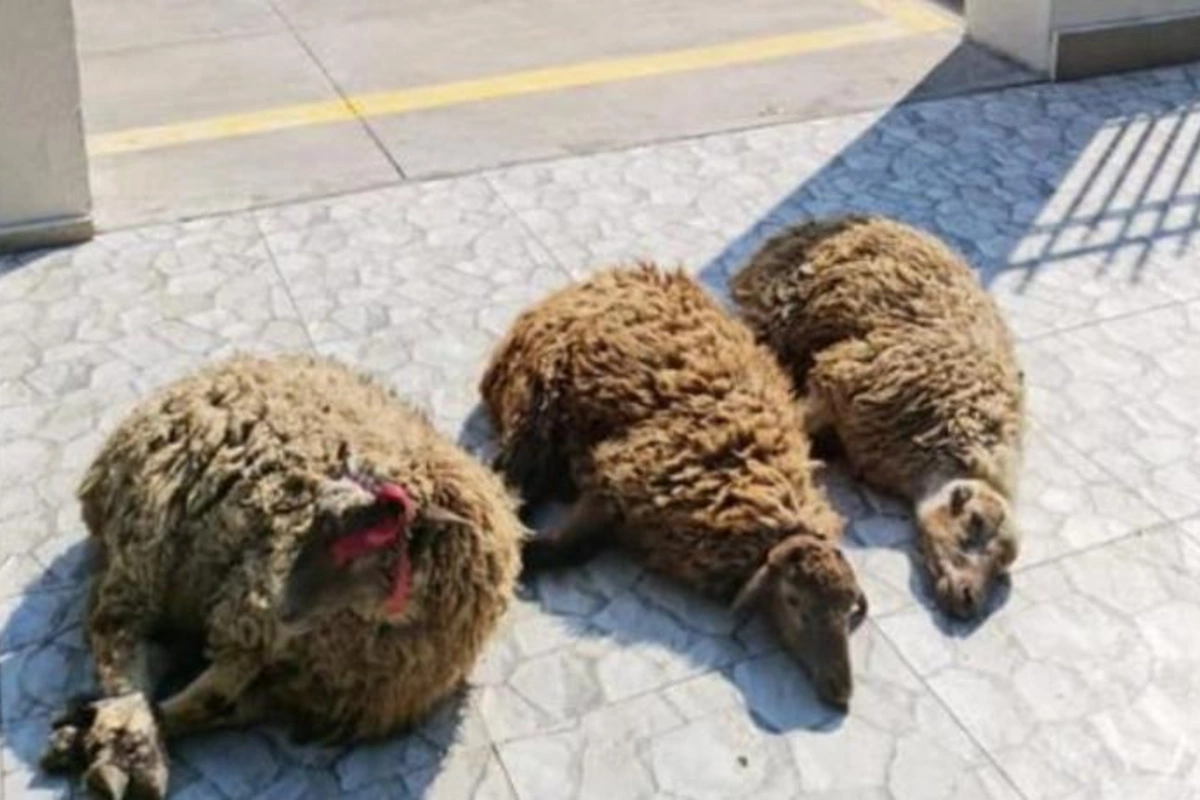 Kəlbəcərdə qurban kəsildi