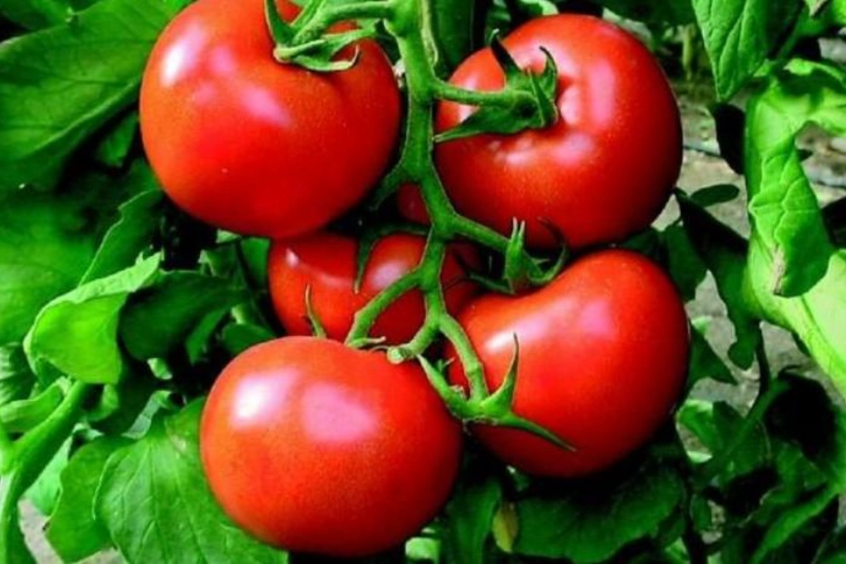 Rusiya Azərbaycanın üç müəssisəsinə alma və pomidor tədarükünə icazə verib