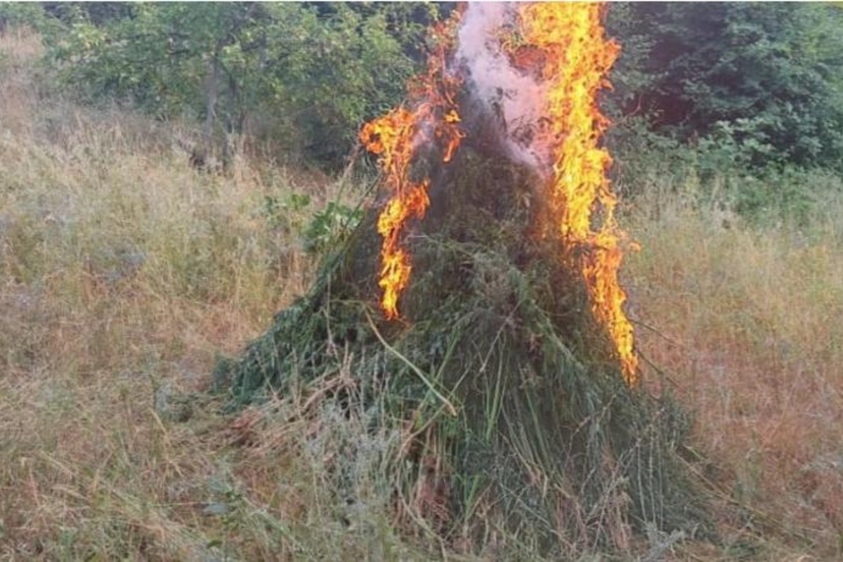 Xocavənddə narkotik tərkibli bitkilər aşkarlandı