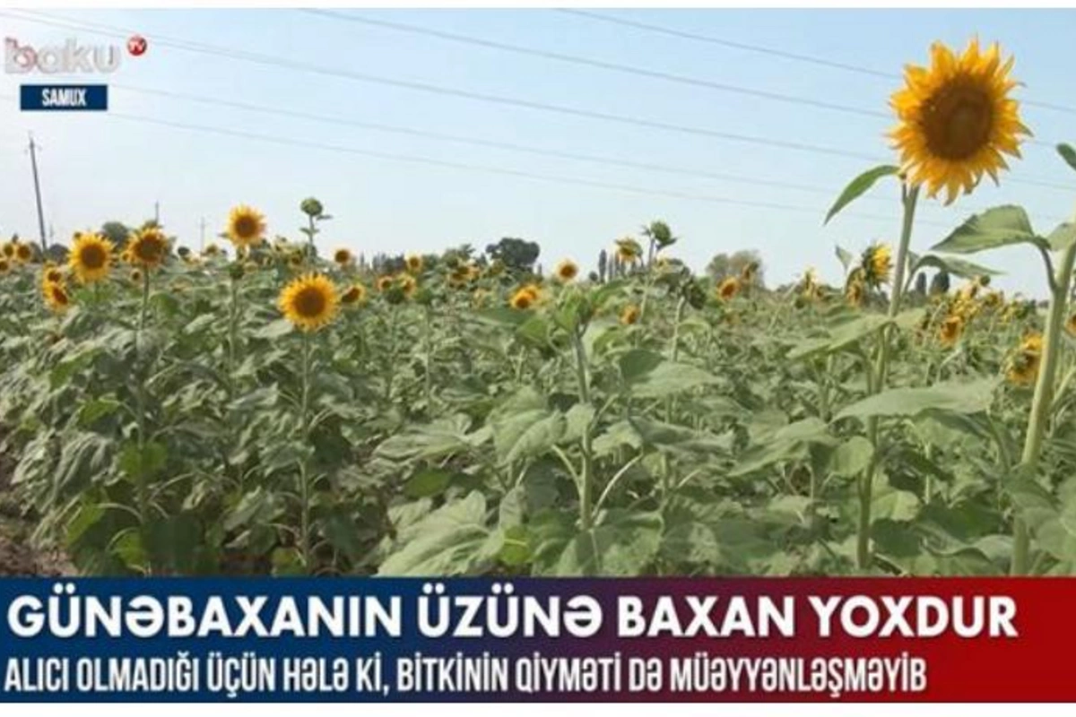 Fermerlər çətin vəziyyətdə: Günəbaxanın üzünə baxan yoxdur — VİDEO