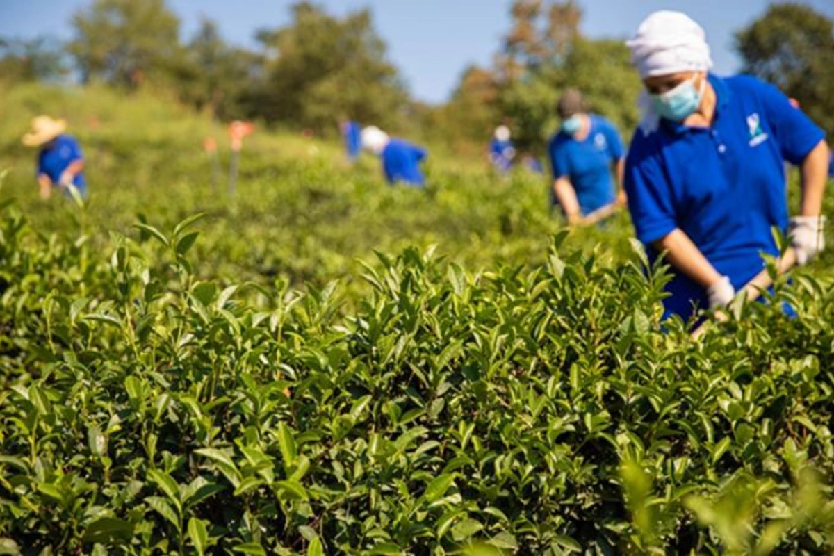 “Azerçay” üçüncü çay yığımına başladı — FOTOLAR
