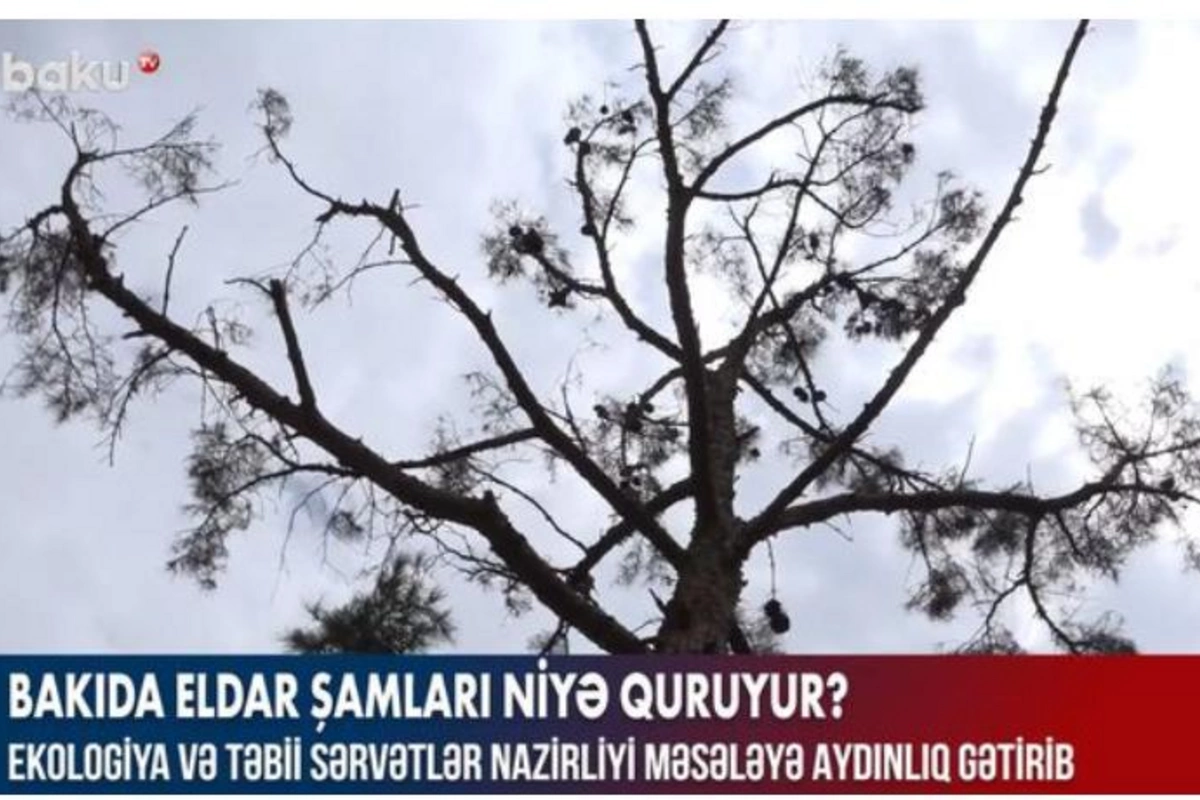 Bakıda eldar şamlarının quruması ilə bağlı AÇIQLAMA
