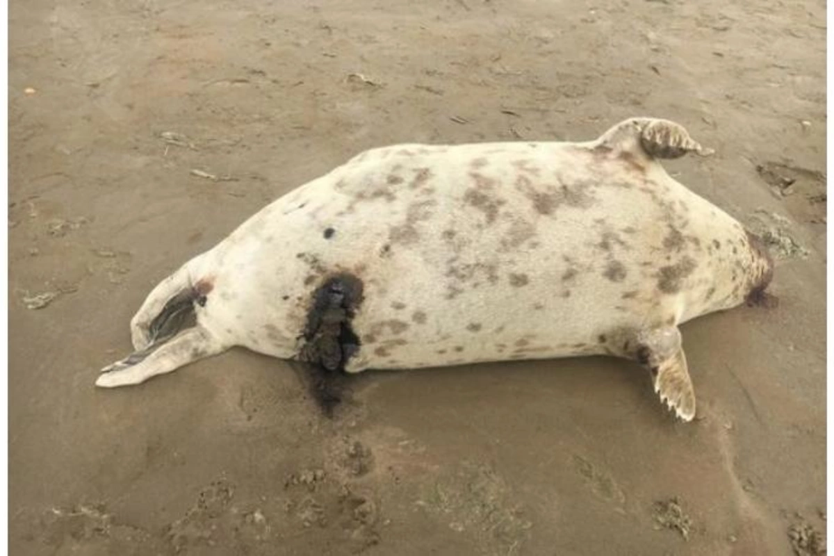 Xəzər sahilində tapılan suitilər qanunsuz ovun qurbanı olub? — FOTO