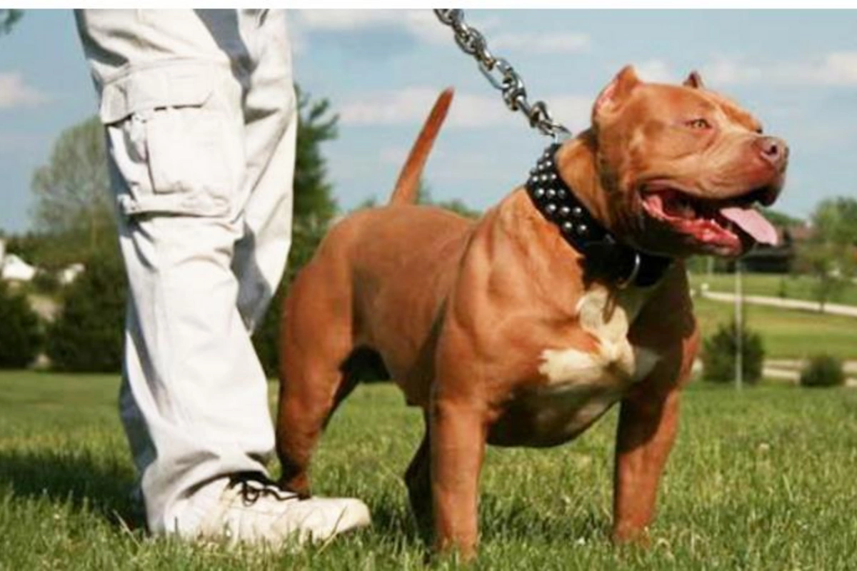 Polisin üzərinə “pitbull” qısqırdan şəxslər həbs edildi