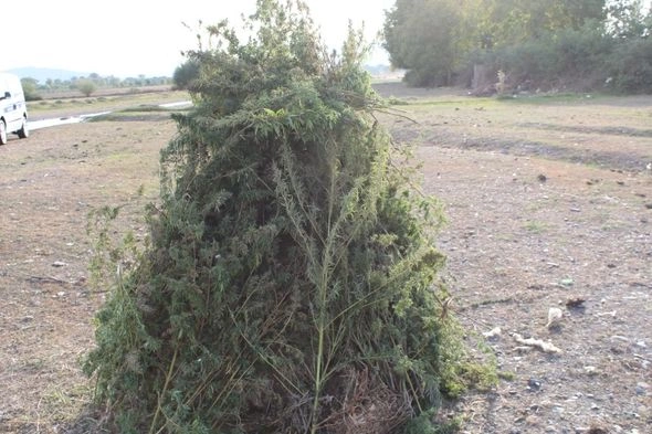 Oğuzda tonlarla narkotik tərkibli bitki məhv edilib — FOTO/VİDEO