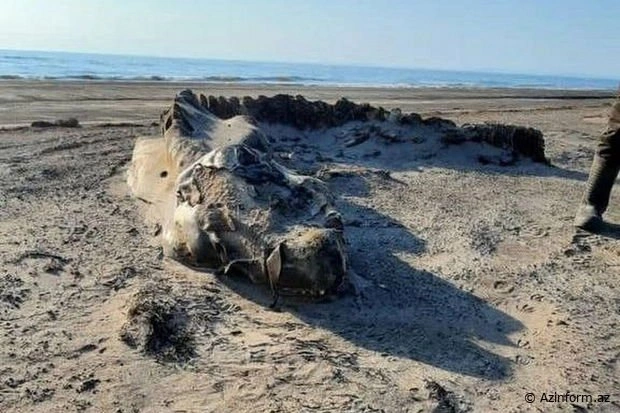 Dəniz sahilində tapılan əjdaha görünüşlü naməlum varlıq təəccübləndirdi — FOTOLAR