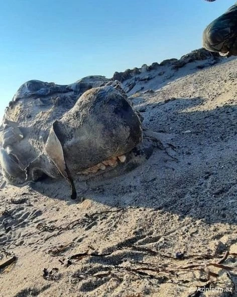 Dəniz sahilində tapılan əjdaha görünüşlü naməlum varlıq təəccübləndirdi — FOTOLAR