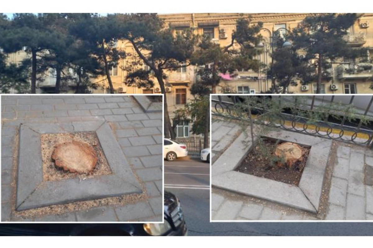 Bakıda yaşıl soyqırım: Nazirliyin binası qarşısında ağacları kəsdilər — FOTO/VİDEO