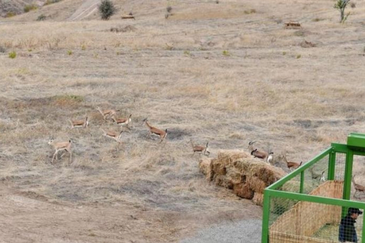 Nazirlikdən Cəbrayıla buraxılan ceyranların təhlükəsizliyi ilə bağlı AÇIQLAMA