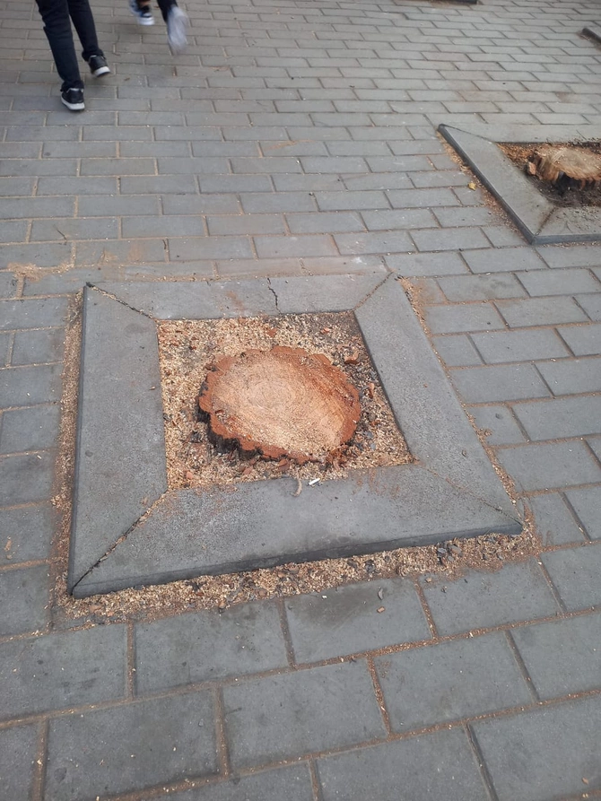 Bakıda yaşıl soyqırım: Nazirliyin binası qarşısında ağacları kəsdilər — FOTO/VİDEO
