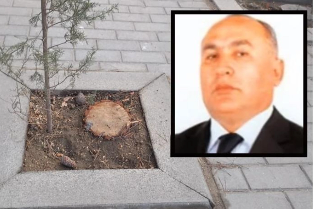Bu qurumun vəzifəli şəxslərinə cinayət işi açıla bilər — Ağaclar niyə kəsilib? (VİDEO)