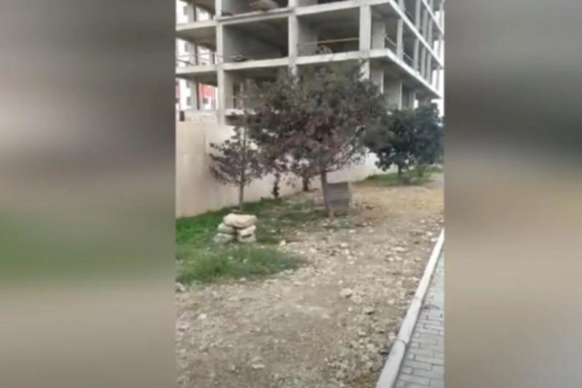 Prezidentin nəzarətindəki parkda ağaclar tikintiyə qurban verildi — VİDEO