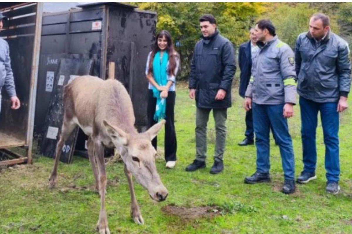 Leyla Əliyeva Milli Parka marallar buraxdı — FOTOLAR