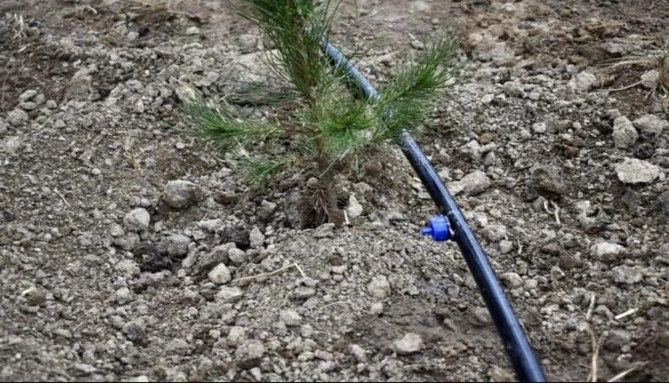 Laçın, Cəbrayıl və Zəngilanda ağacəkmə aksiyaları keçirilib — FOTOLAR