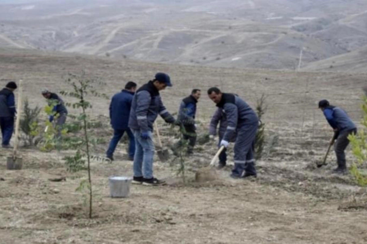 Laçın, Cəbrayıl və Zəngilanda ağacəkmə aksiyaları keçirilib — FOTOLAR
