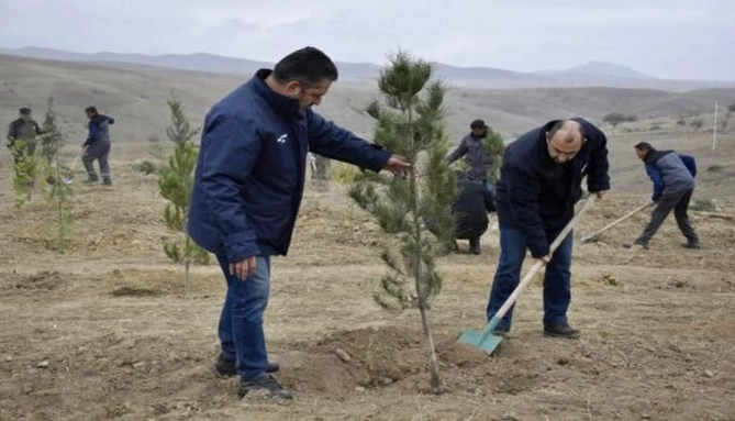 Laçın, Cəbrayıl və Zəngilanda ağacəkmə aksiyaları keçirilib — FOTOLAR