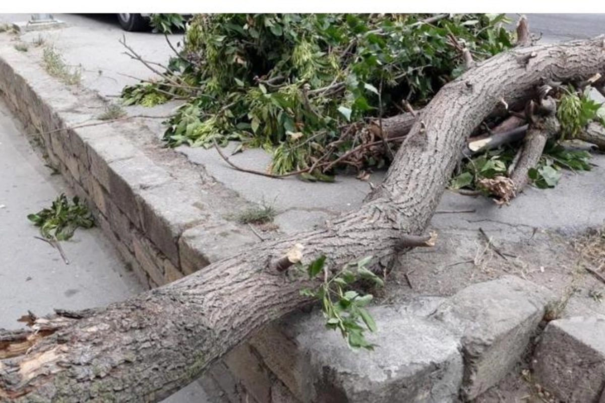 Xaçmaz sakini üzərinə ağac aşması nəticəsində öldü