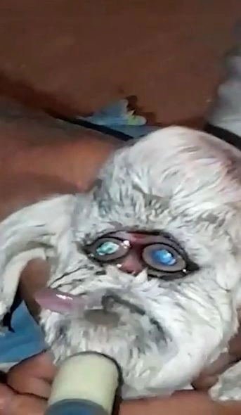 Hindistanda insanabənzər və “eynəkli” keçi doğulub — FOTO