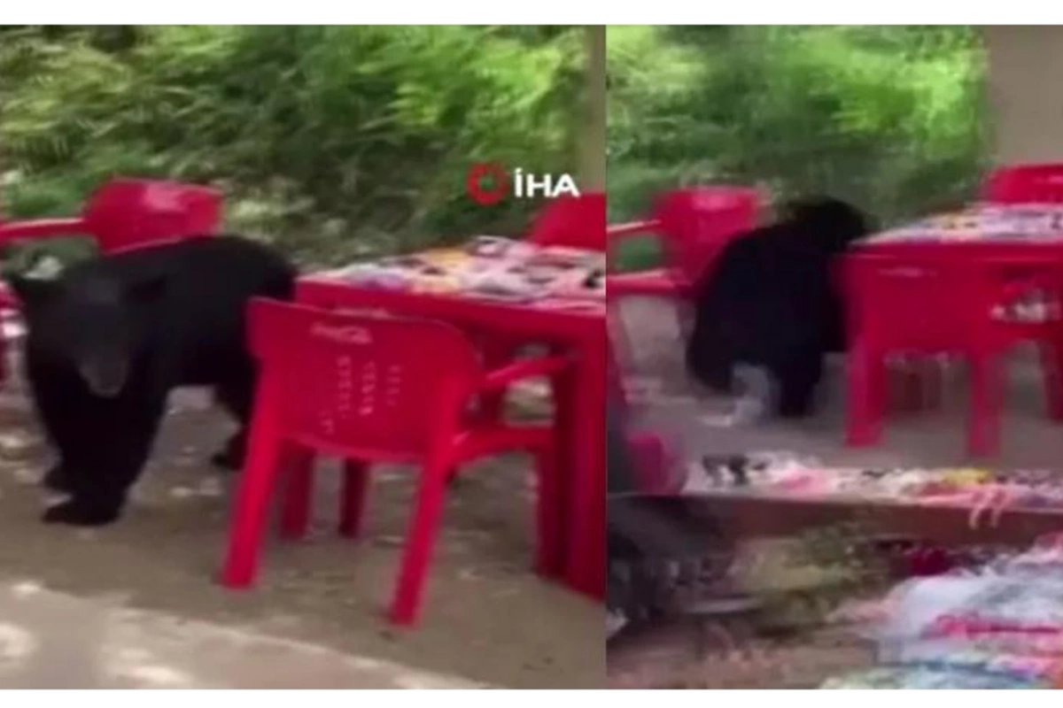 Ayı universitetin şəhərciyinə daxil oldu və ... — VİDEO