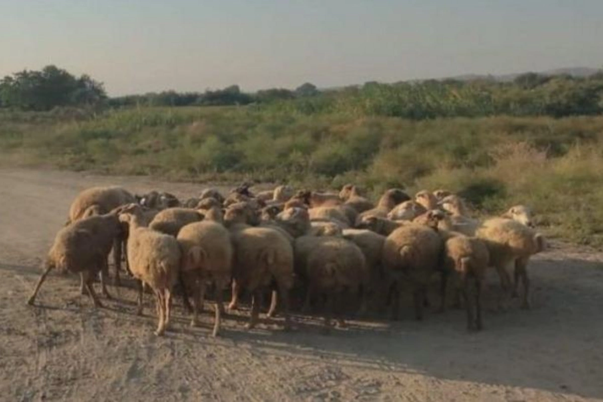 Salyanda fermadan 73 baş xırdabuynuzlu heyvan oğurlanıb