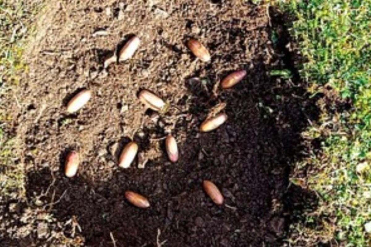 Bir sıra rayonlarda meşəbərpa işləri aparılıb — FOTO