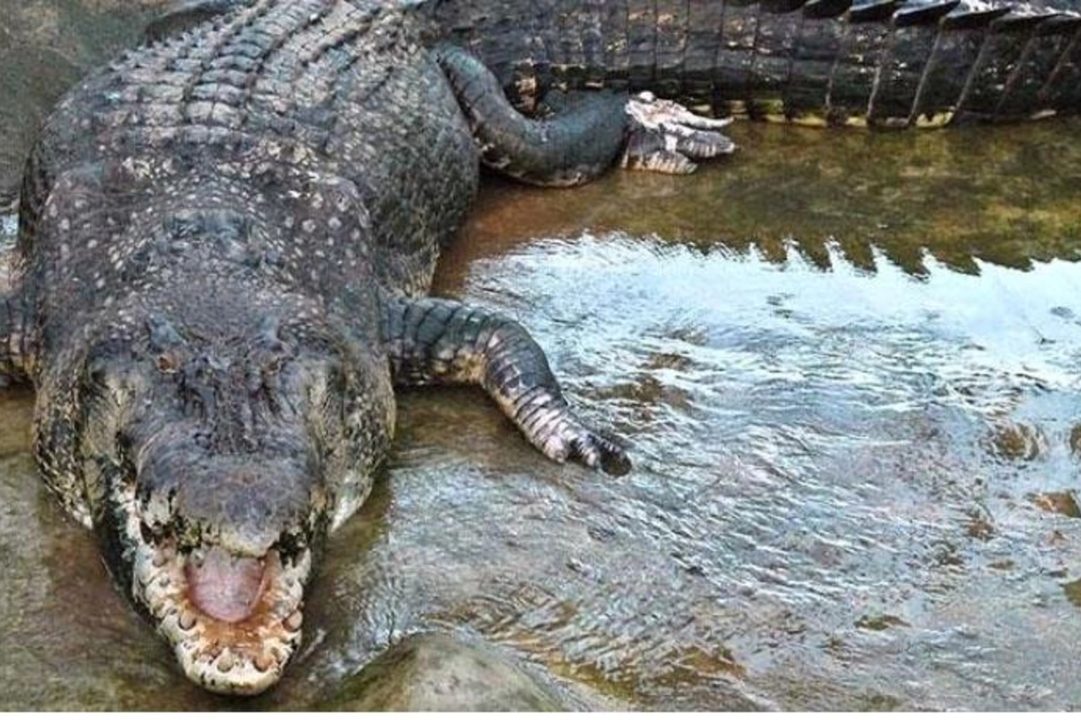 Keçilərin səsinə oyanan ailə evdə dəhşət yaşadı — FOTO