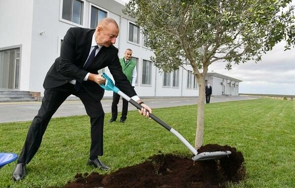 İlham Əliyev Zirədə zeytun ağacı əkdi — FOTO İlham Əliyev Zirədə zeytun ağacı əkdi — FOTO