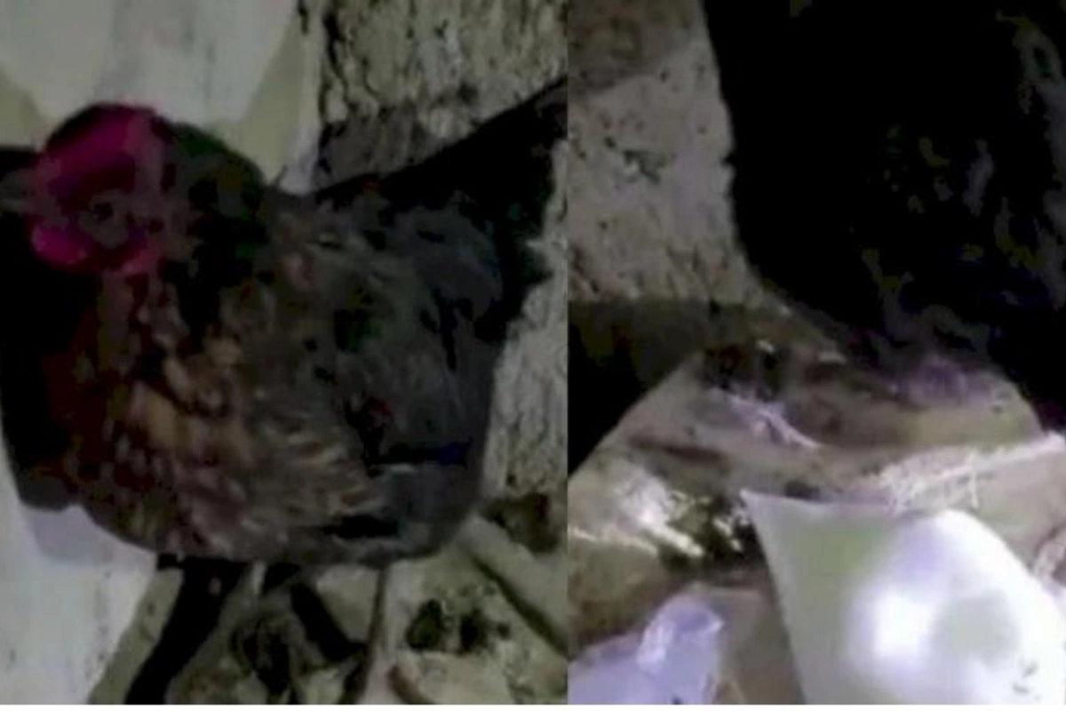 Kürt yatan toyuq narkotik “yumurtladı” — VİDEO