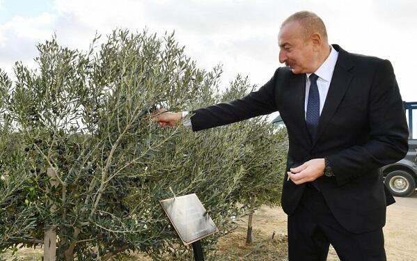 İlham Əliyev Zirədə zeytun ağacı əkdi — FOTO İlham Əliyev Zirədə zeytun ağacı əkdi — FOTO