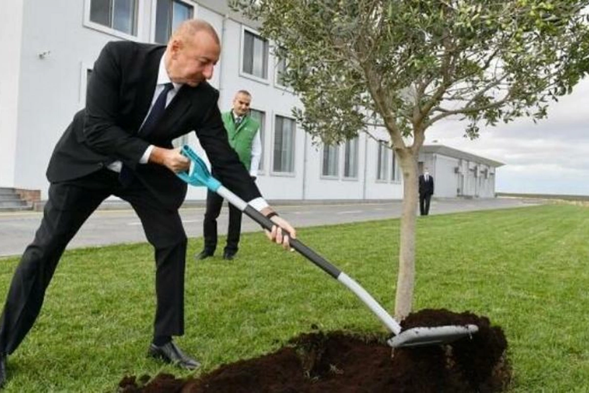 İlham Əliyev Zirədə zeytun ağacı əkdi — FOTO