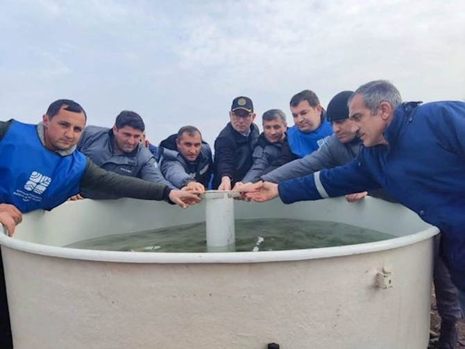 Zəngilandan keçən çaylara balıq körpələri buraxıldı — FOTOLAR