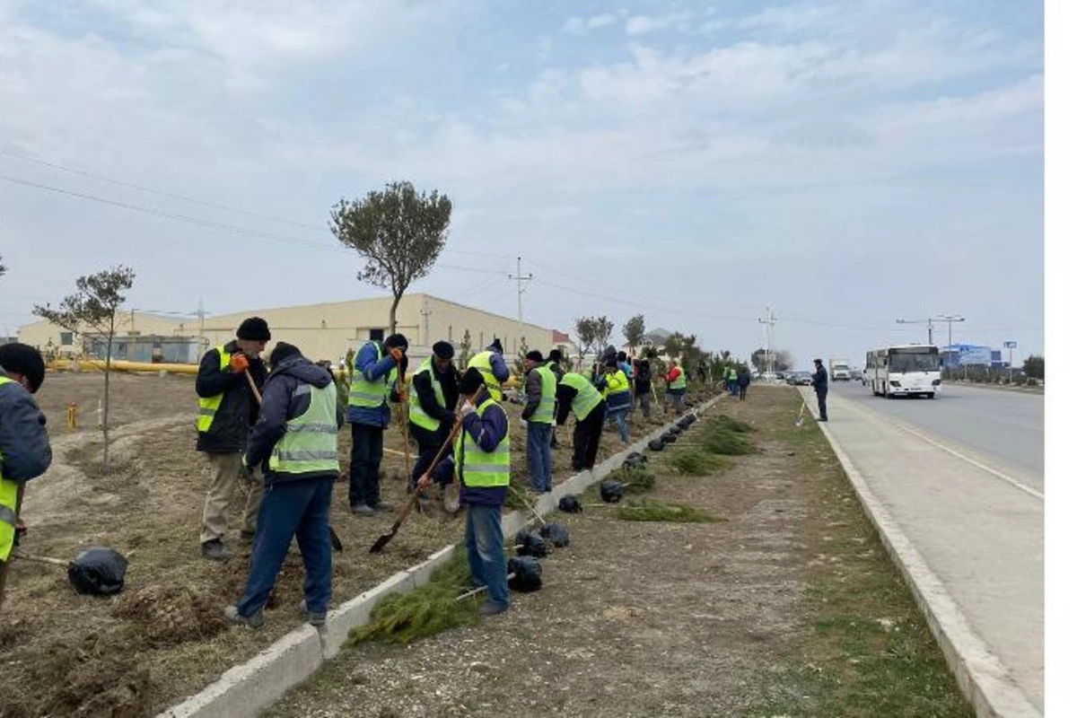 Abşeronda Xocalı soyqırımı qurbanlarının xatirəsinə 613 ağac əkildi — FOTOLAR