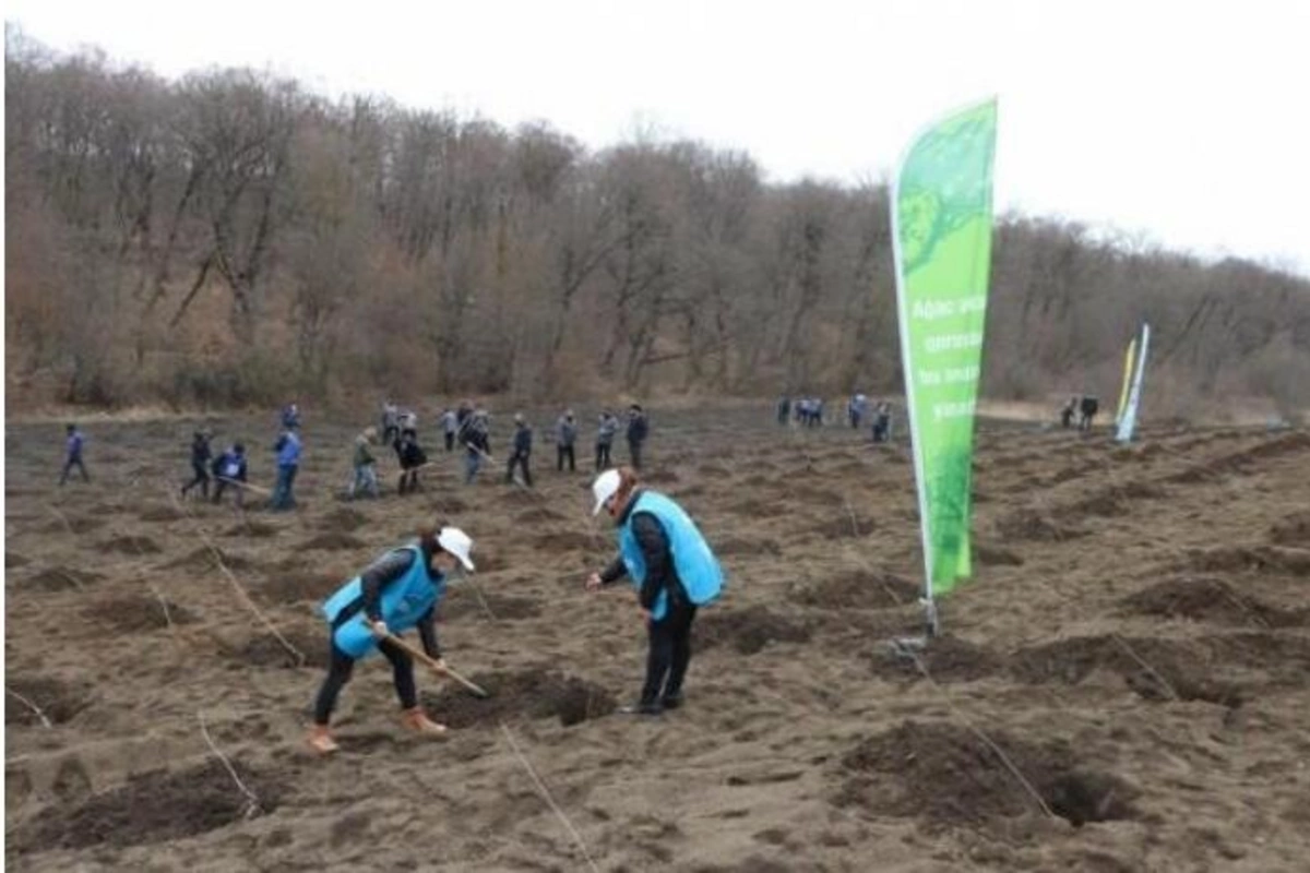 Prezidentin səfərindən sonra İcra Hakimiyyəti ağacları çıxardı — RƏSMİ AÇIQLAMA