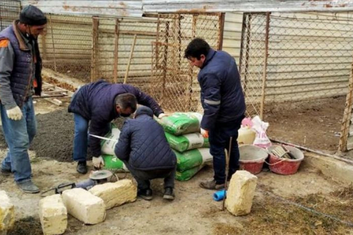 Gəncədə sahibsiz heyvanlar üçün sığınacaq tikilir