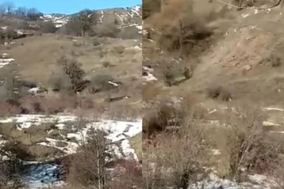 Hərbçilərimizin qarşısına cüyürlər çıxdı — VİDEO