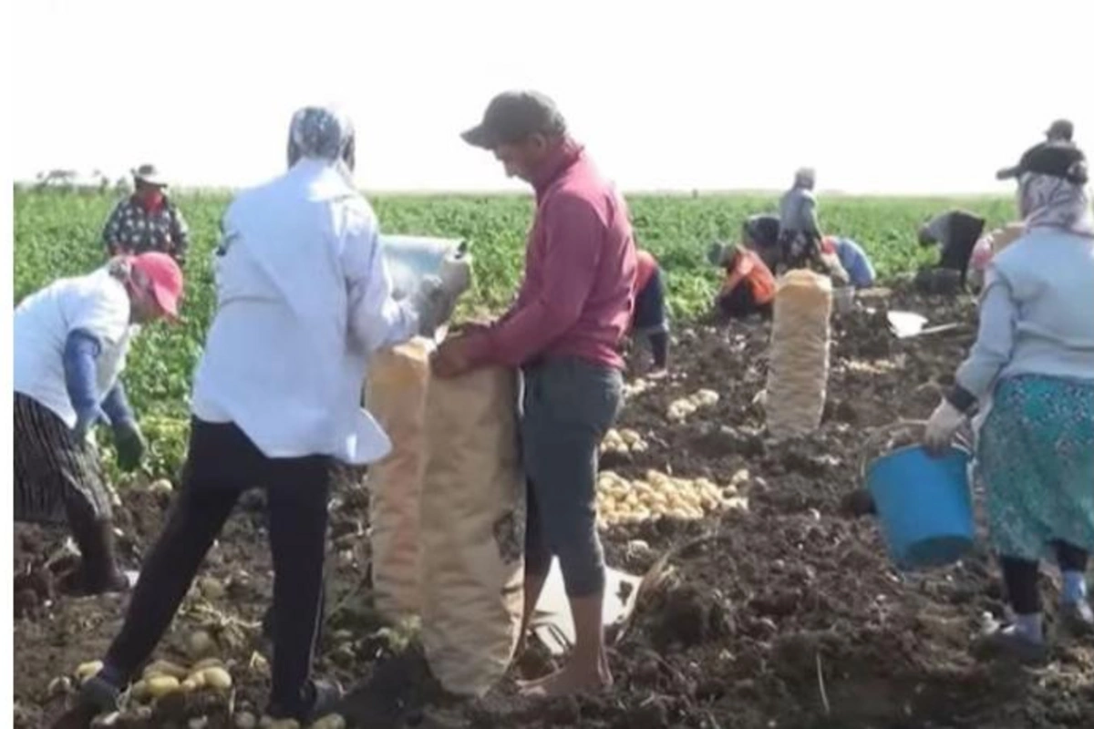 Rublun dəyər itirməyi Azərbaycan fermerlərinə necə təsir edir? — VİDEO