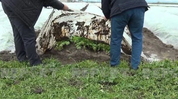 Cəlilabadda aramsız yağışlar hektarlarla kartof sahələrinə ziyan vurdu — FOTOLAR