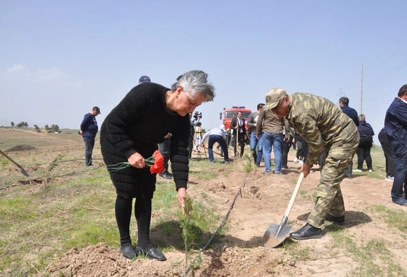 Zəngilanda 44 şəhid anası ağac əkdi — FOTOLAR