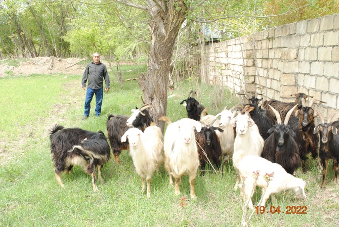 Mina qurbanlarına və onların ailələrinə kiçik biznesin yaradılmasında dəstək göstərilir — FOTO