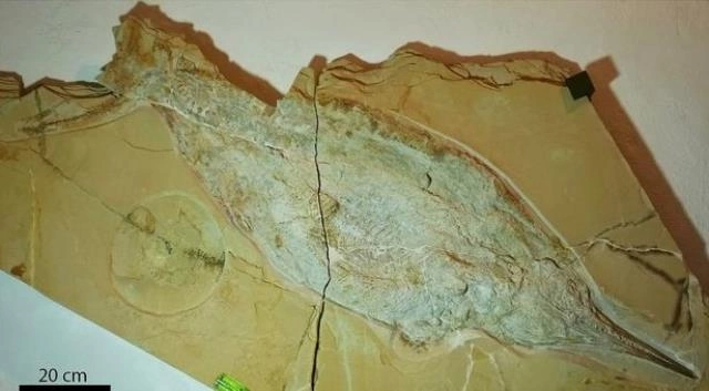 Bu tapıntı alimləri şoka saldı — FOTO