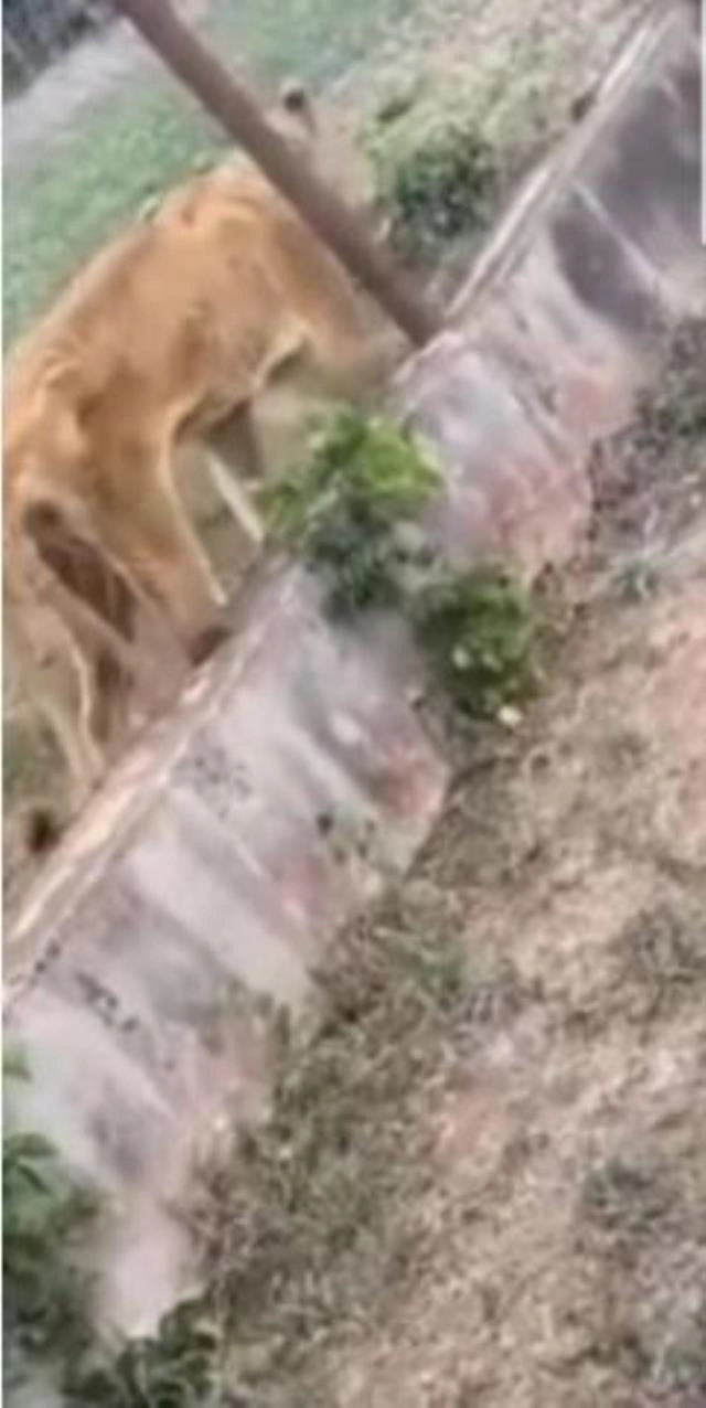 Qəfəsdəki şirləri aylarla ac saxladılar və... — FOTOLAR