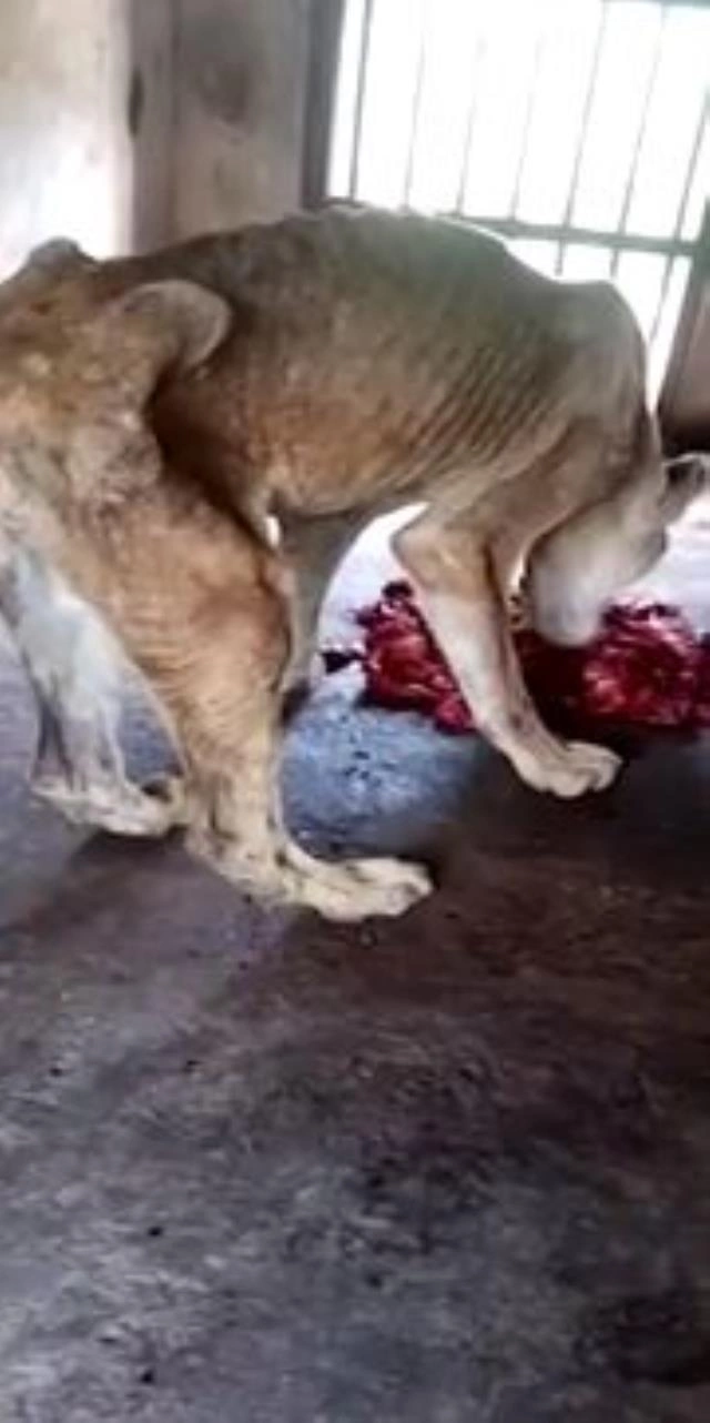 Qəfəsdəki şirləri aylarla ac saxladılar və... — FOTOLAR