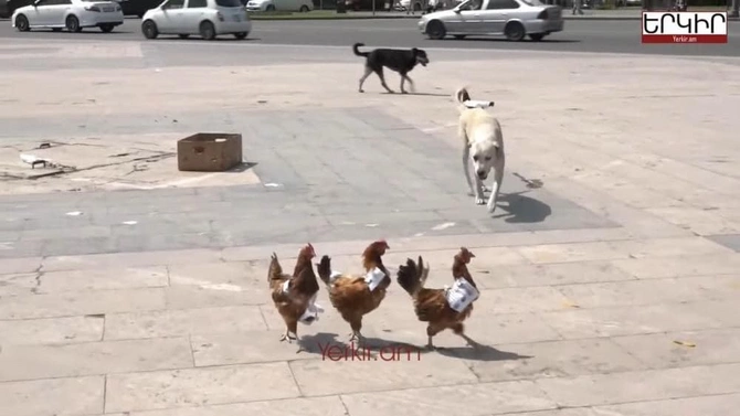 Etirazçılar Paşinyanı biabır etdilər — FOTO