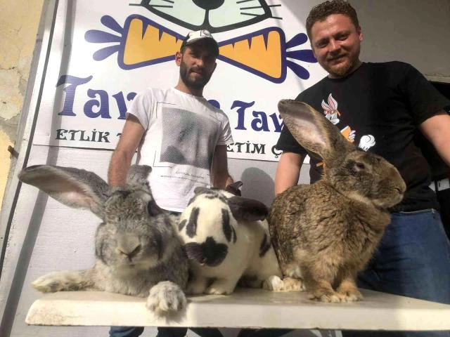 Dubay şeyxlərinə azərbaycanlılar da qoşuldu — Hobbi üçün dovşan alırlar (FOTOLAR)