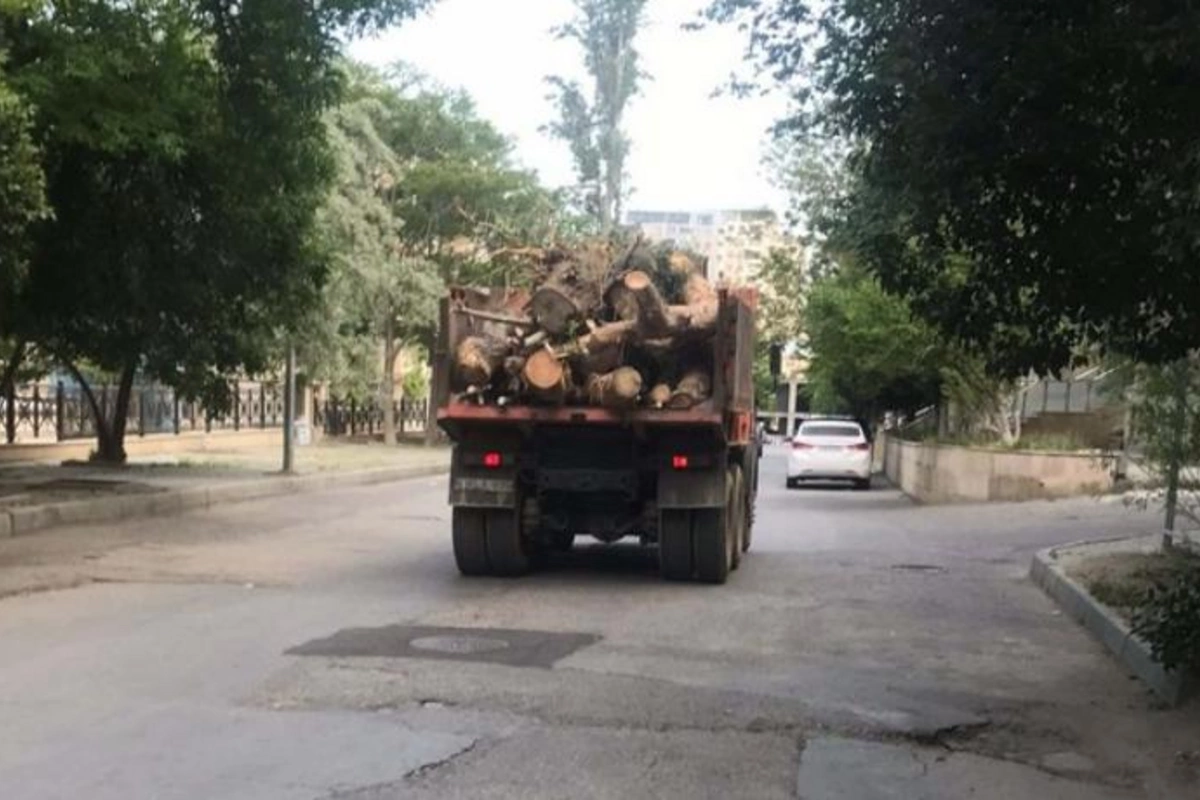 Bakıda bina tikintisi ilə bağlı ağaclar kəsilir — VİDEO