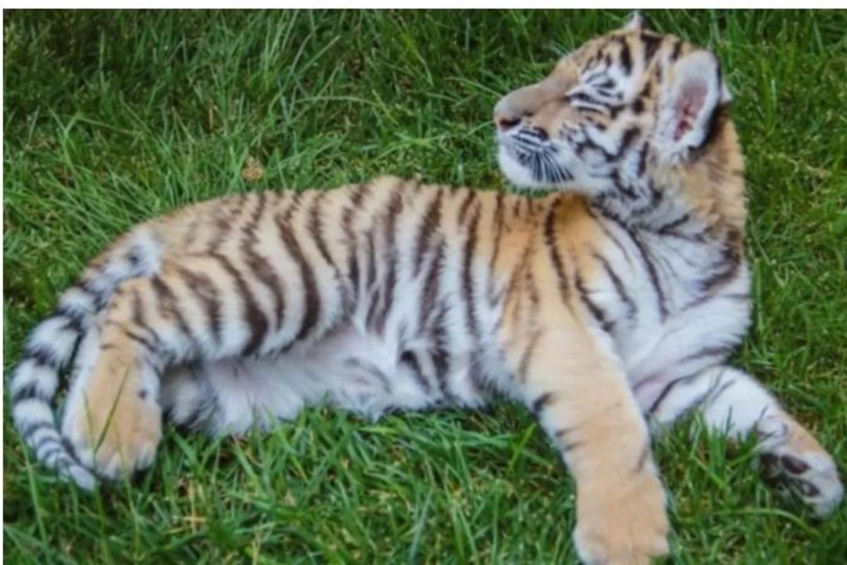 Bakı Zooloji Parkında pələng balası doğuldu — FOTO