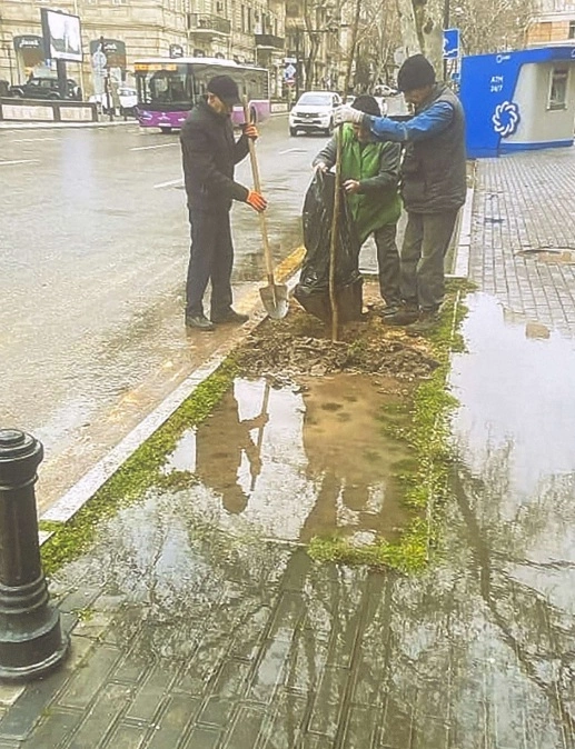 Biri ağacı kəsdi, digəri parkinq saldı, arada bələdiyyə cərimələndi — FOTOLAR