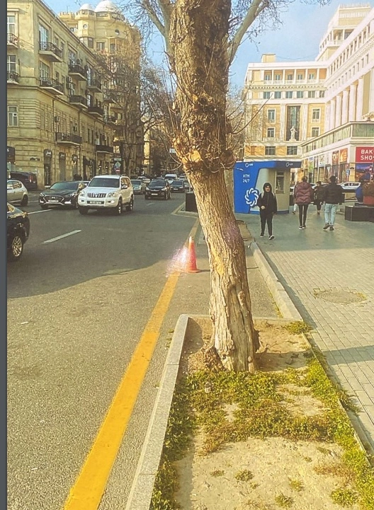 Biri ağacı kəsdi, digəri parkinq saldı, arada bələdiyyə cərimələndi — FOTOLAR