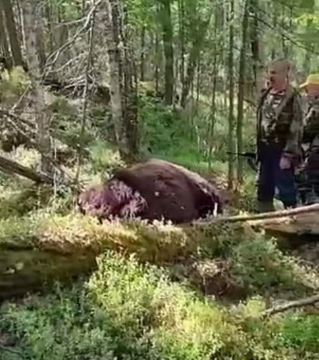Yaraladığı ayıya yaxınlaşan ovçu həyatının səhvini etdi — FOTOLAR